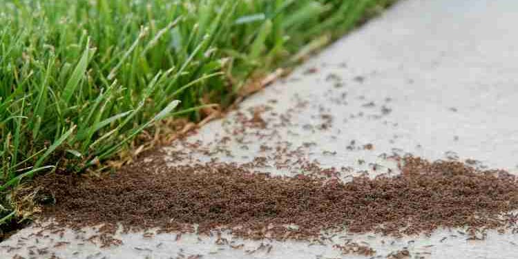 Augusta Residents How To Prevent Rodent Infestation