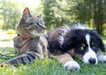 Protect Your Pets: 6 Dos and Don'ts of Moving to a New House with Animal Family Members