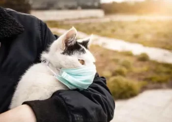 Common Infections in Cats