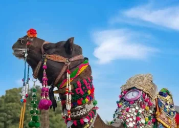 Bikaner Camel Festival Fly with IndiGo to Jaipur for an Unforgettable Cultural Extravaganza