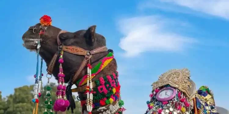 Bikaner Camel Festival Fly with IndiGo to Jaipur for an Unforgettable Cultural Extravaganza