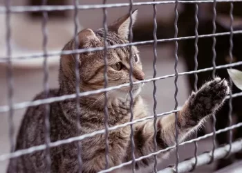 Unleash Your Cat's Outdoor Adventures: A Comprehensive Look at Cat Fencing Options