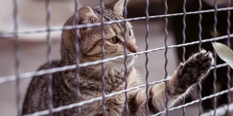 Unleash Your Cat's Outdoor Adventures: A Comprehensive Look at Cat Fencing Options