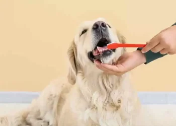 A Guide to Optimal Dental Health for Dogs