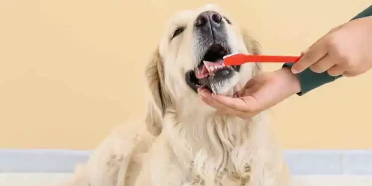 A Guide to Optimal Dental Health for Dogs