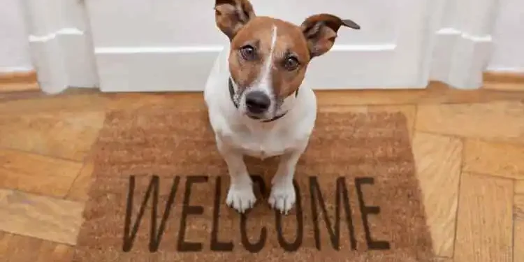 Essential Considerations Before Welcoming a Dog into Your Home