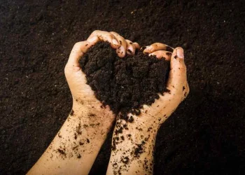 Unlocking Soil Secrets Ways to Enhance Root Development