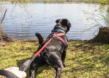 Exploring The History Of Dog Harness From Ancient Times To Modern Designs