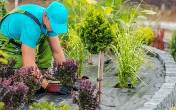 Landscape Maintenance