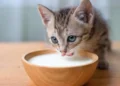 Can Cats Drink Cow Milk