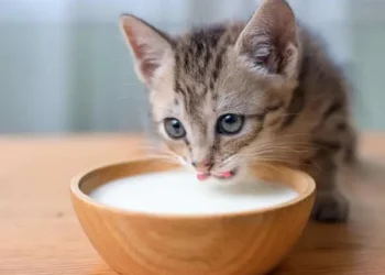 Can Cats Drink Cow Milk