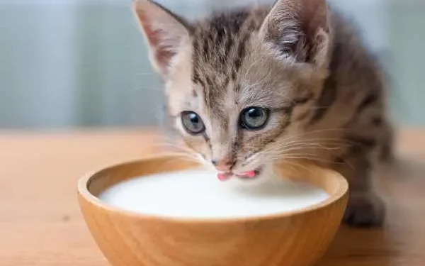 Can Cats Drink Cow Milk