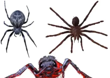 How Many Legs Do Spiders Have